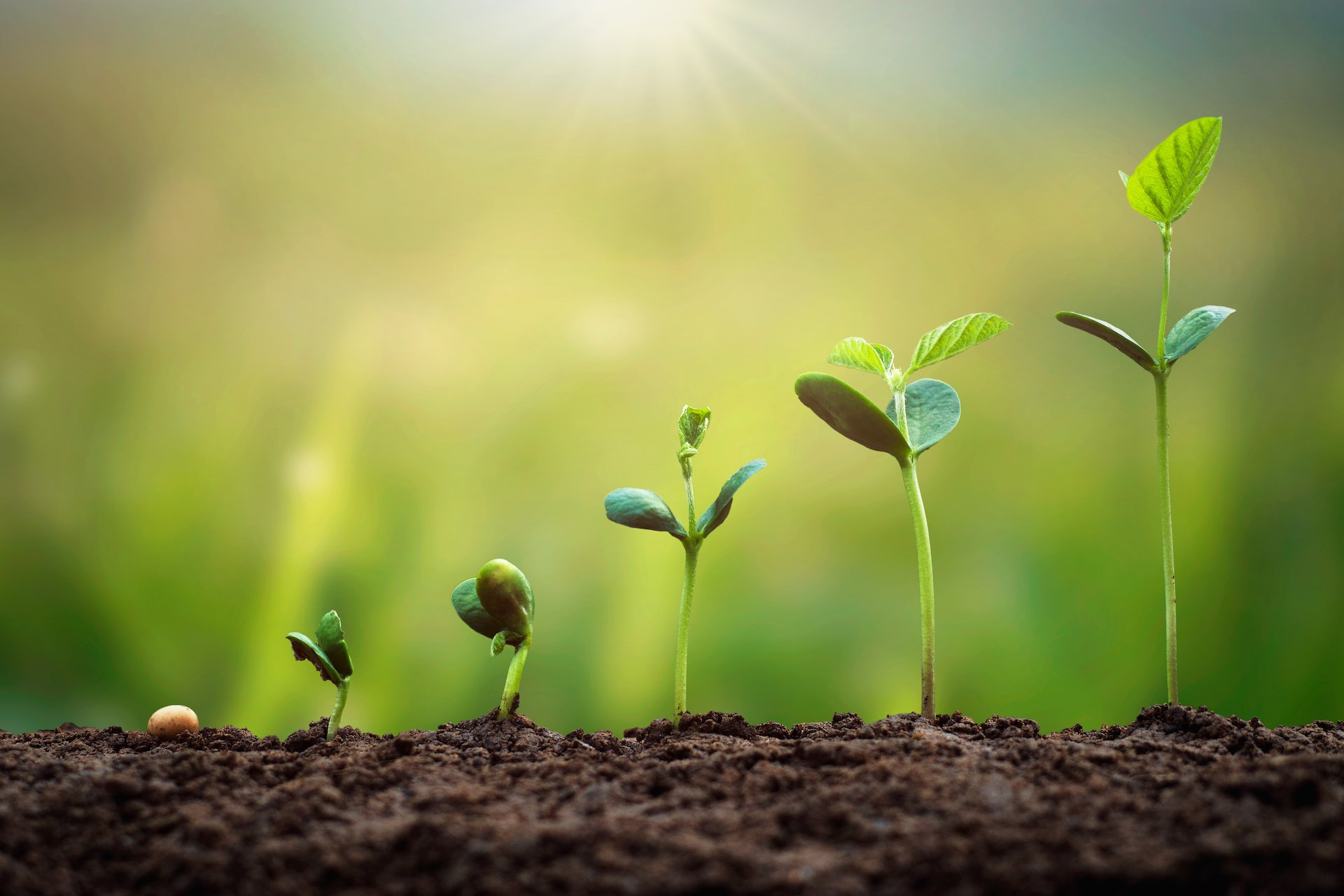 Grow Your Home and Garden eCommerce Business with These Tips